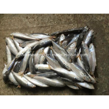 (14-18PCS / kg) Nouvelle ronde ronde congelée de poisson